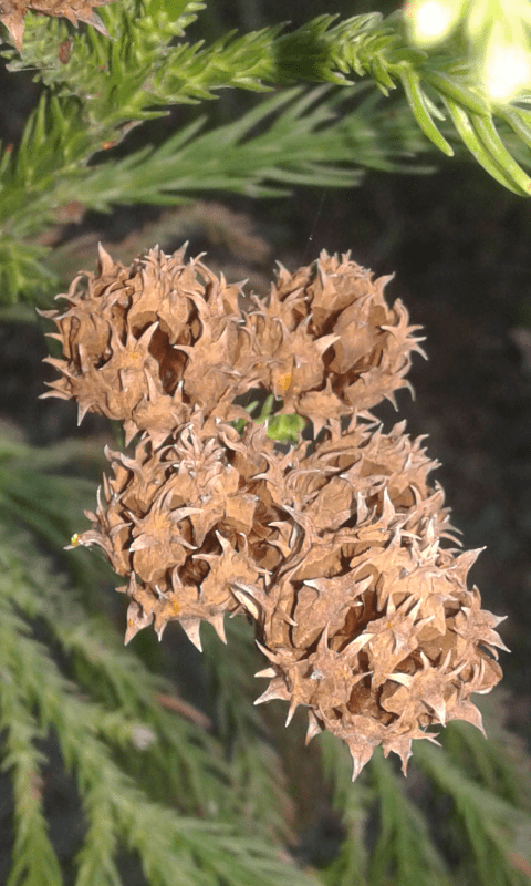 Cupressaceae:  Cryptomeria japonica